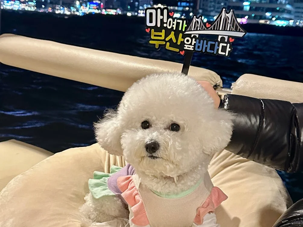 부산요트투어 광안리 해변출발 해운대 더베이101 야경 폭죽 드론쇼 예약 소인 주간 위드요트 상세 이미지 7