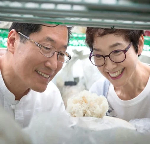 발효 꽃송이버섯 효소 꽃송이 현미 영양제 경신바이오 스틱형 405g 90포, 1개 [원산지:국산] 상세 이미지 6