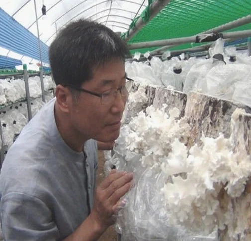 발효 꽃송이버섯 효소 꽃송이 현미 영양제 경신바이오 스틱형 405g 90포, 1개 [원산지:국산] 상세 이미지 7