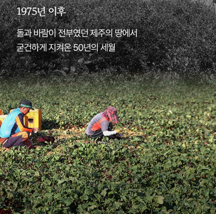 청룡농원 제주산 레드비트즙 110ml x 75포 [원산지:국산(제주특별자치도 제주시)] 상세 이미지 4