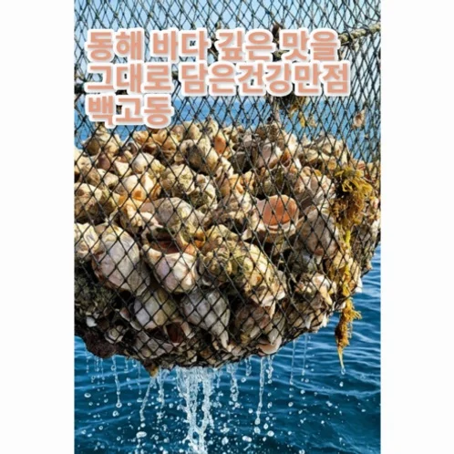 재구매1위 딱50박스만 구룡포직송 자숙골뱅이, 1박스, (생물)백고동(백골뱅이) 1kg(12-18미 / 대)